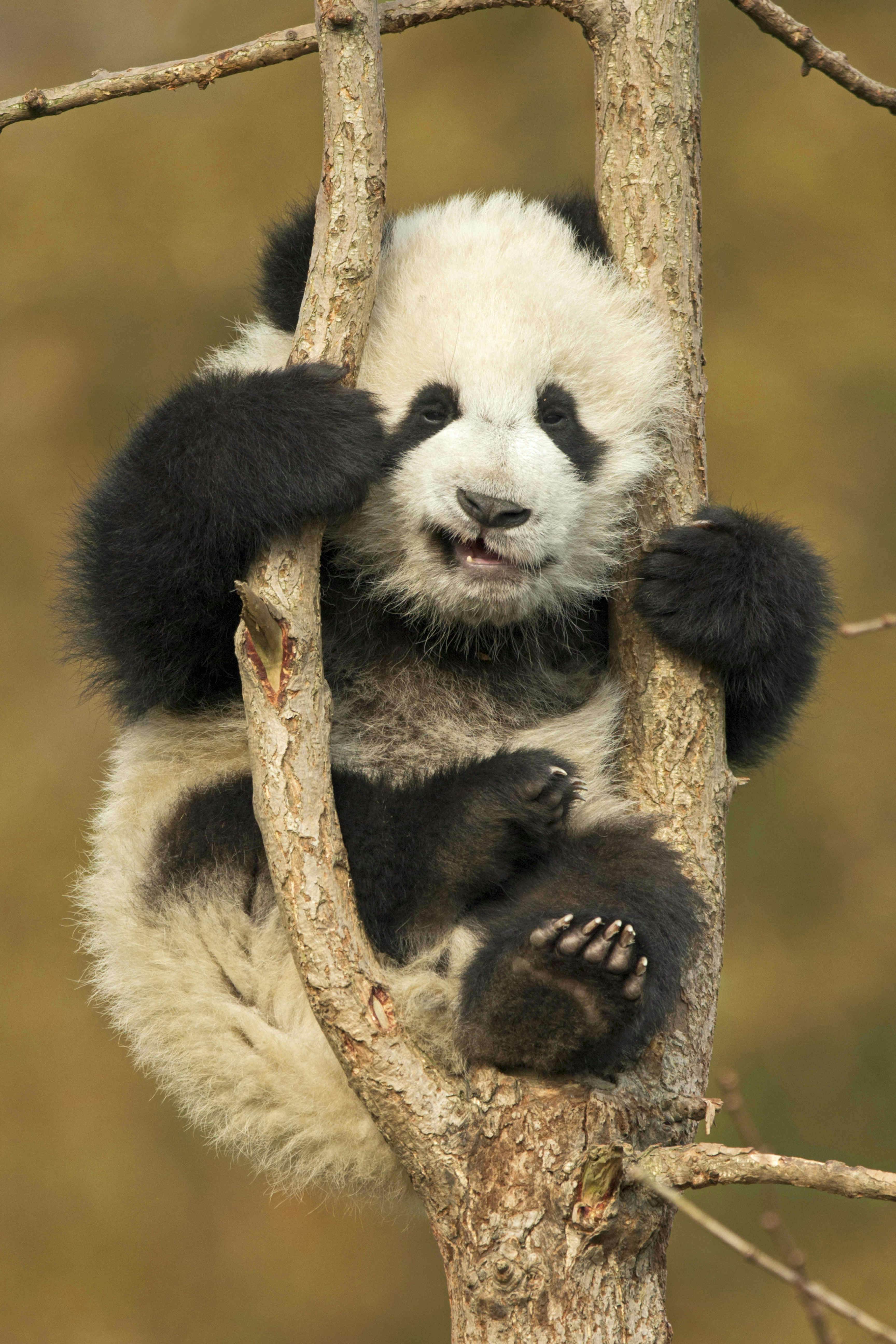 Watch as adorable baby panda wrestles with a tree he is stuck in