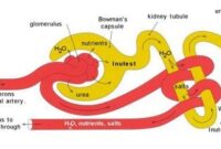 substances filtered in the glomerulus