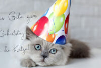 geburtstag katze bilder