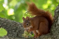 was fressen eichhörnchen-babys