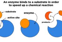 the chemical on which the enzyme acts