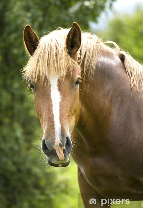 Fototapete Pferd Kopf. - PIXERS.CH