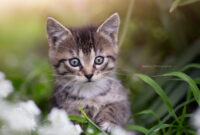 babykatzen bilder