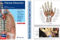 thieme e dissector