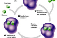 substances produced after a chemical reaction