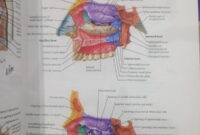 atlas of human anatomy 7th edition