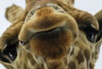 giraffe bilder lustig