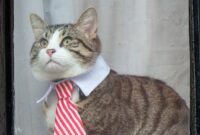 julian assange ecuador embassy cat