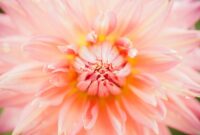 blume bild kostenlos