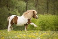 pony bild