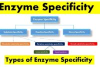 a molecule on which the enzyme acts