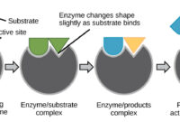 a substance that binds to an enzyme