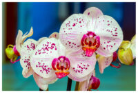 orchideen bilder zum ausdrucken