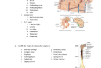 gaudiness biology