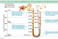 substances filtered in urine