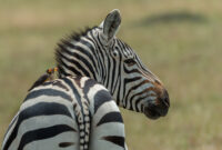 bilder zebra