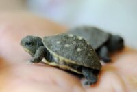 mini schildkröte als haustier