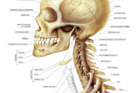 atlas of head and neck