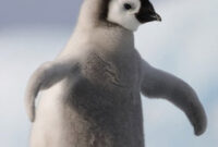 pinguin babys bilder