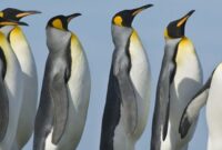 pinguin bilder süß