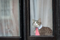 julian assange embassy cat