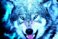 coole wolf bilder