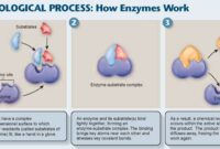 what an enzyme acts on