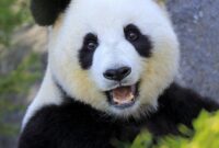 panda bilder süß