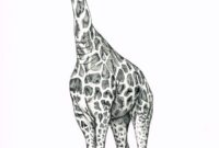 giraffen zeichnungen