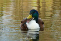 süße enten bilder