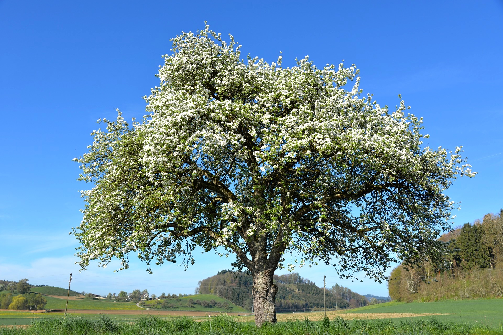 Der Apfelbaum und die Sonne * Elkes Kindergeschichten