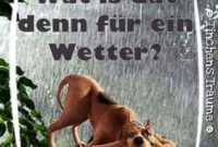 lustige wetter bilder