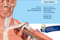 thieme atlas of anatomy 4th edition