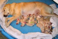 breastfeeding baby animals