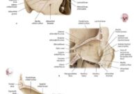 thieme atlas of anatomy 2nd edition