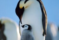 süße pinguine bilder