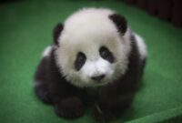 panda bär bilder