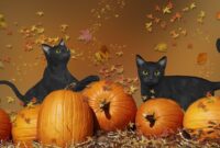 halloween katzen bilder