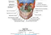 anatomy atlas pdf free download