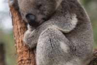 koala bilder süß