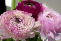 blumen bilder kostenlos