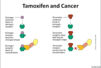 breast cancer hormone therapy tamoxifen