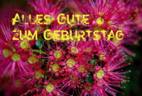 geburtstag bilder gratis